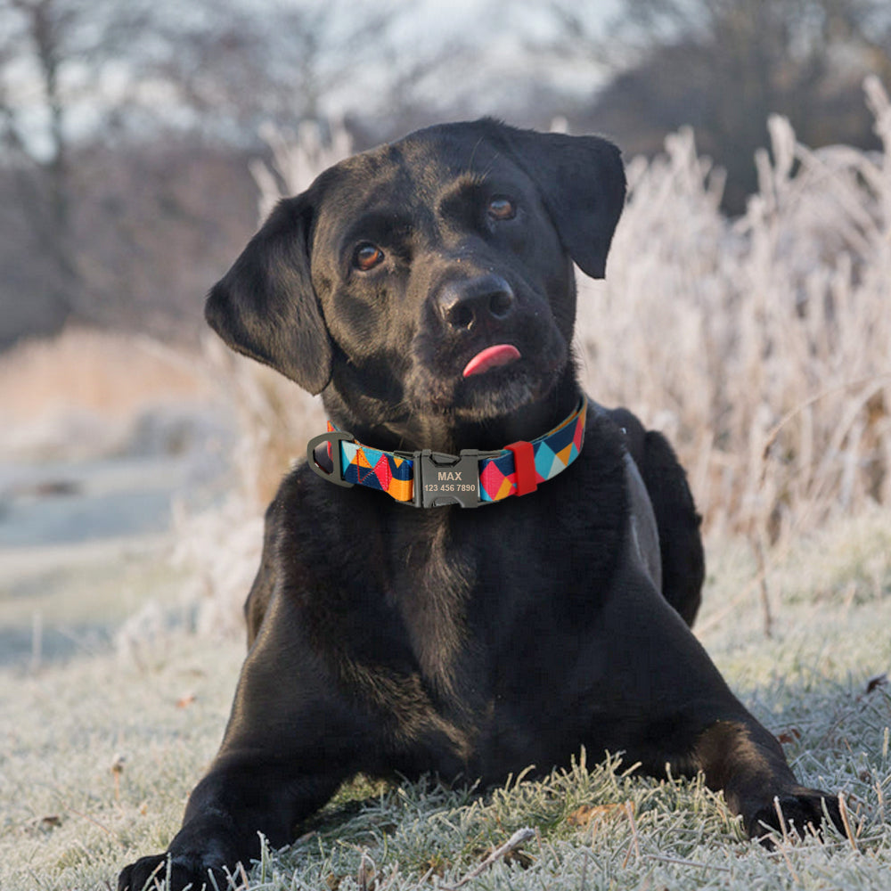 Personalized Dog Collar & Leash Set with Engraved Nameplate | Huellitas™