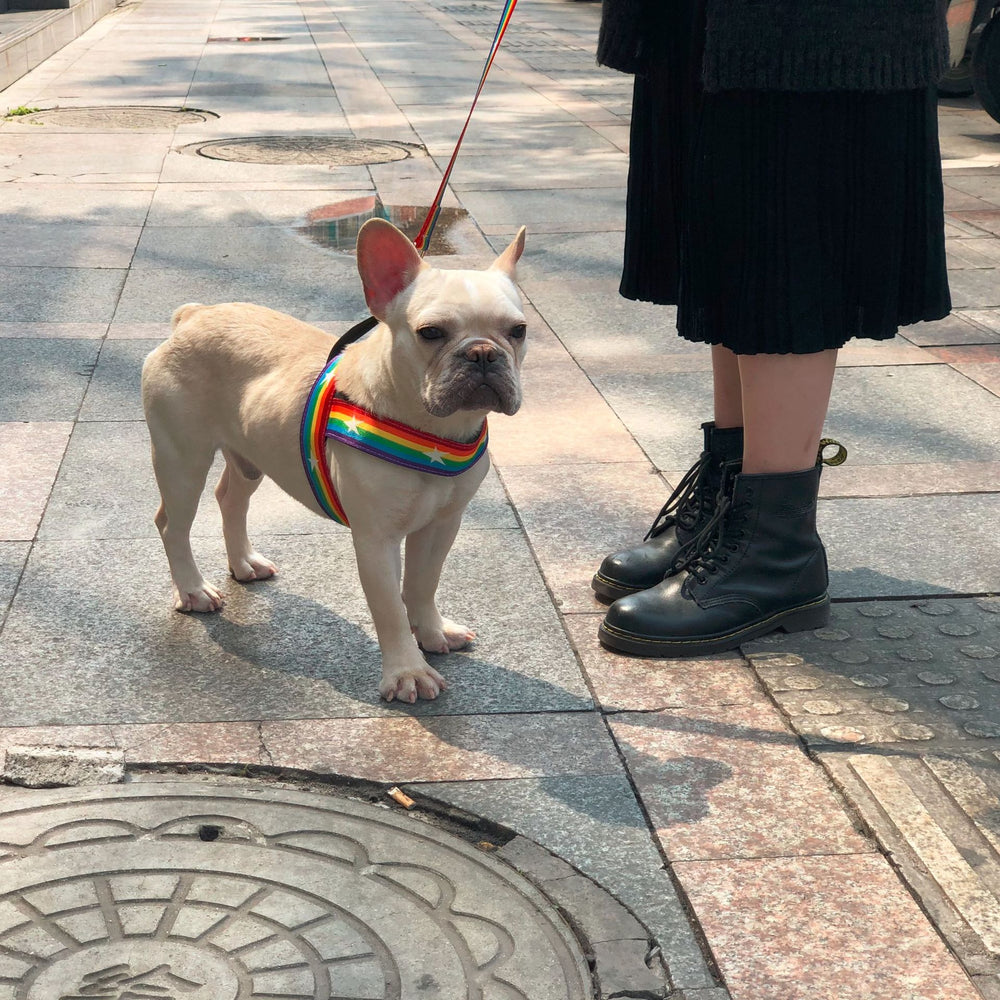 Rainbow Dog Harness or Leash — Sold Separately