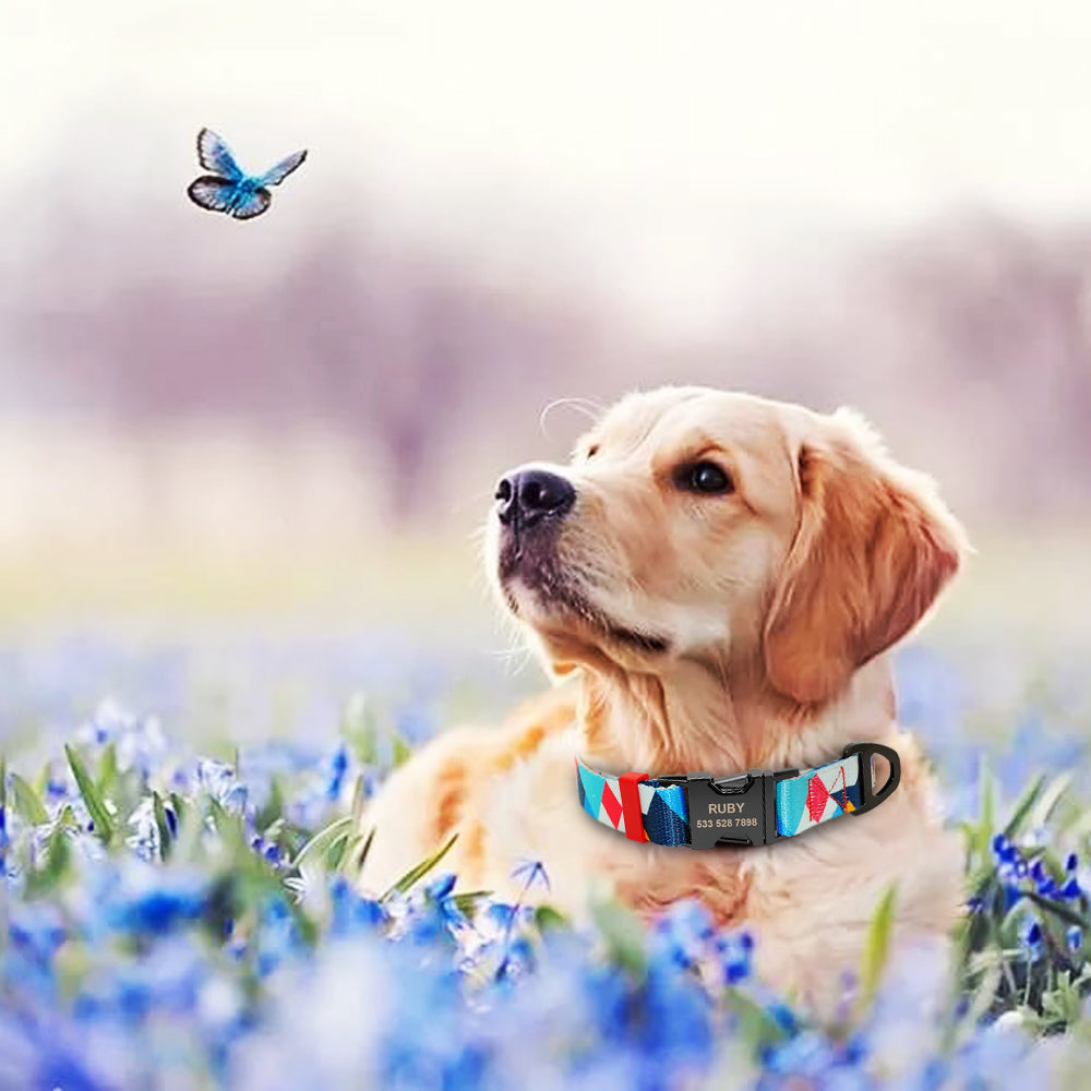 Personalized Dog Collar & Leash Set with Engraved Nameplate | Huellitas™